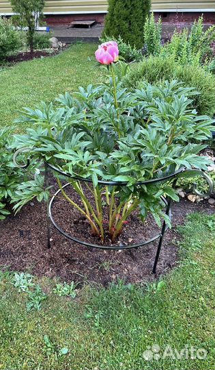 Цветник для сада опора для пионов