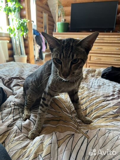 Ориентал (возможно) кот болтушка в добрые руки