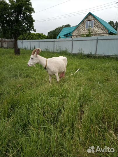 Коза