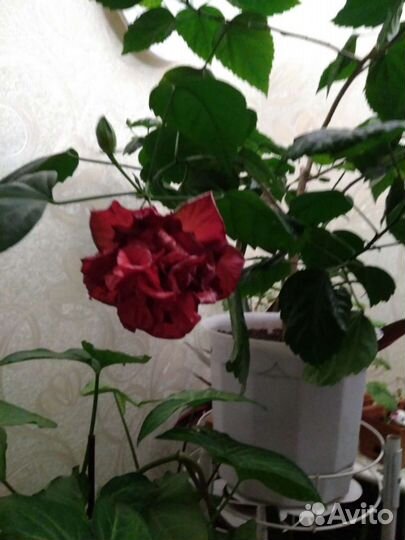 Китайская роза