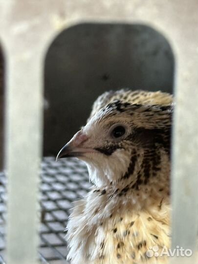 Перепела суточные