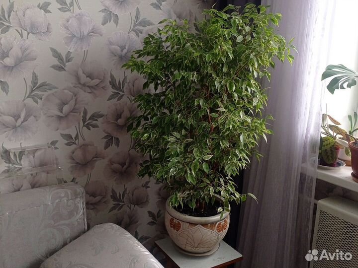Фикус бенджамин