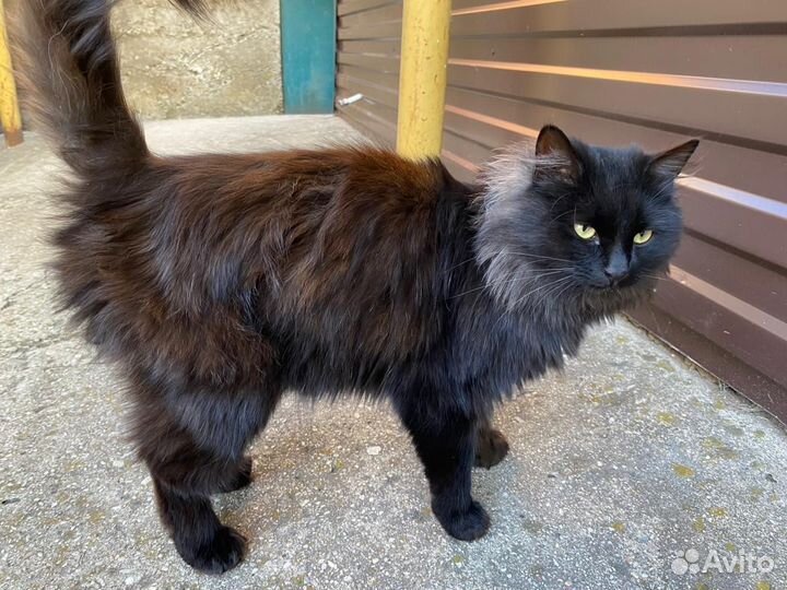 Ищем дом котику