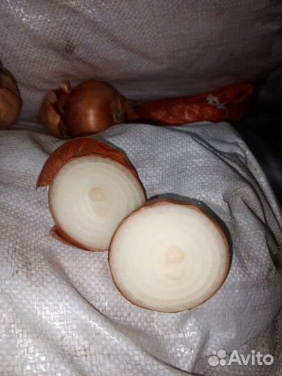 Лук репчатый