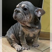 Ноздри французского бульдога. Бигроп вельвет собака. Бигроп вельвет собака. Бигроп вельвет собака. Французский бульдог серый.