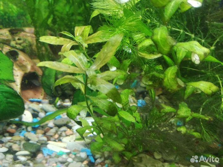 Валинсерия, гигрофила, анубиас