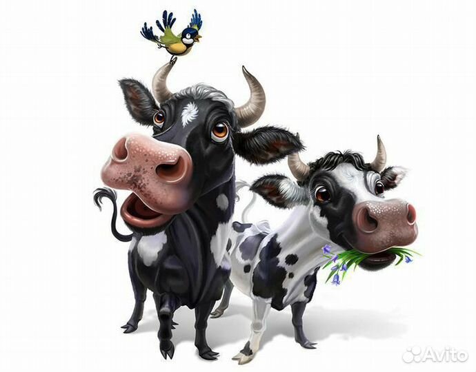 Телята телочки