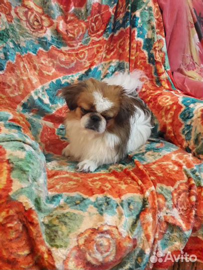 Девочка вязка