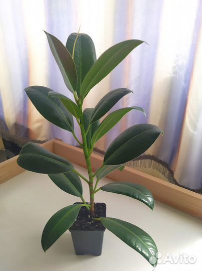 Фикус каучуконосный. Фикус бенджамина. Декабрист