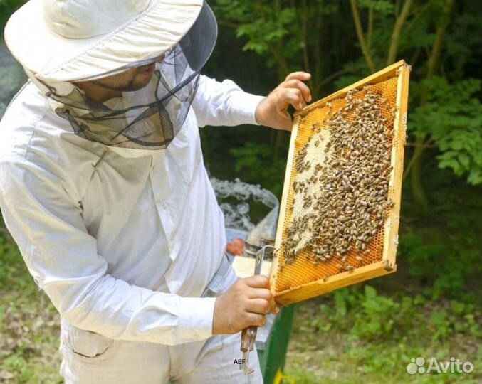 2024 Мёд натуральный из Алтая опт