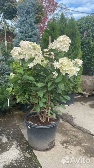 Гортензия в ассортименте