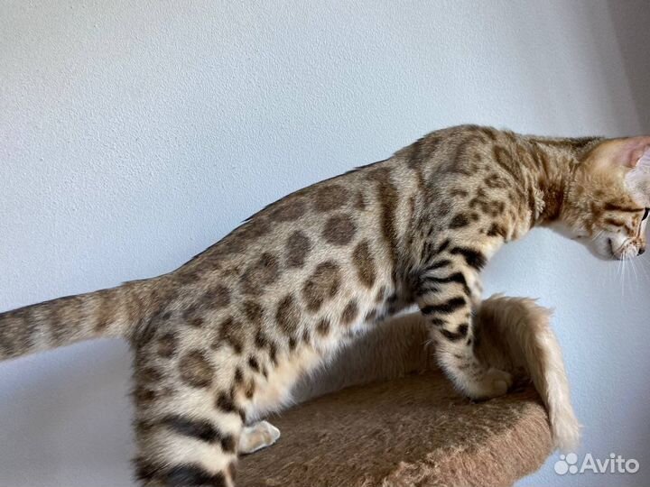 Бенгальские котята