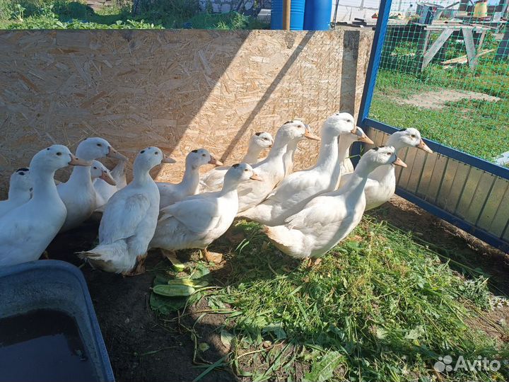 Утки Мулард