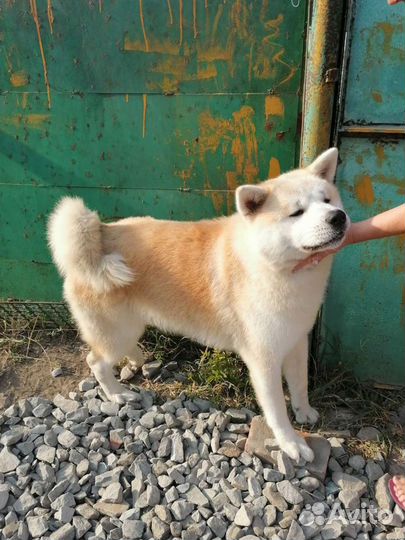 Вязка Акита Ину самец