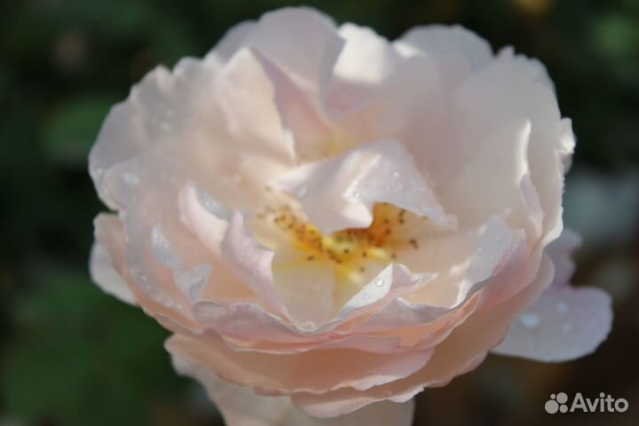 Саженцы роз от производителя