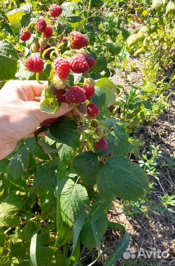 Малина ягоды свежая