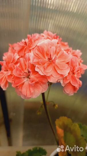 Пеларгония герань