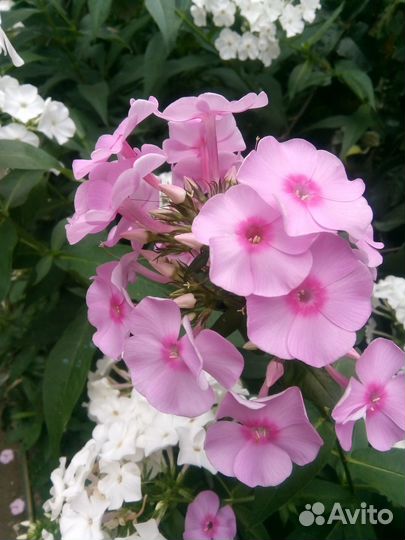 Вербейник. Ноготки. Золотой шар