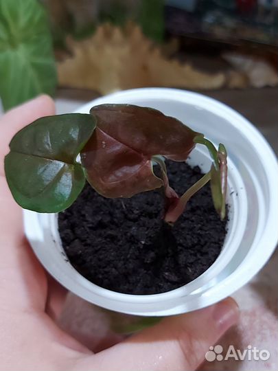 Сингониум Брокант