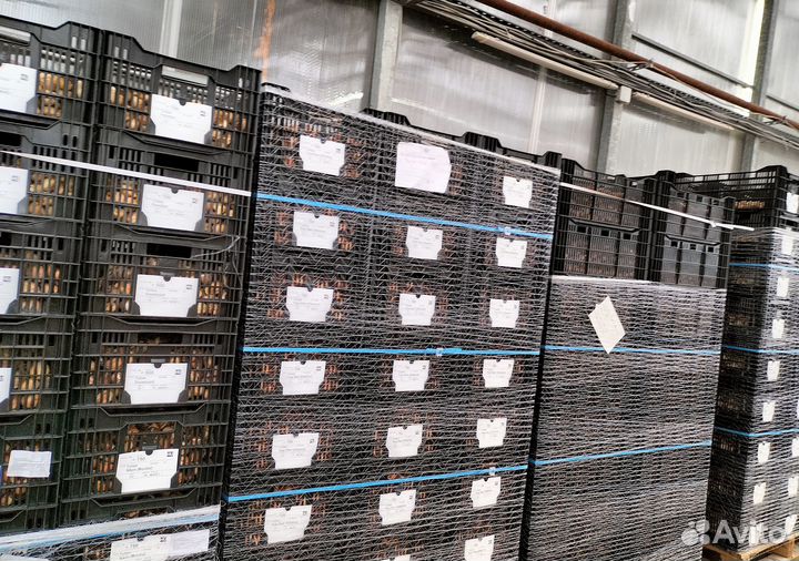 Луковицы тюльпанов для выгонки