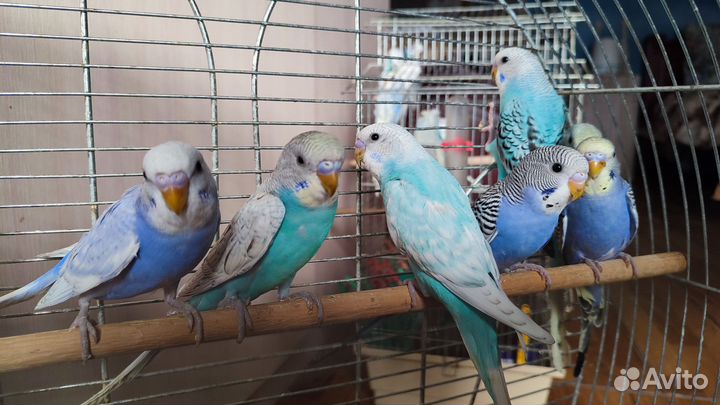 Птенцы волнистый попугай ручные