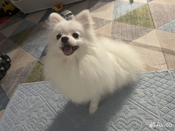 Щенки шпица