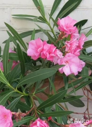Олеандр розовый