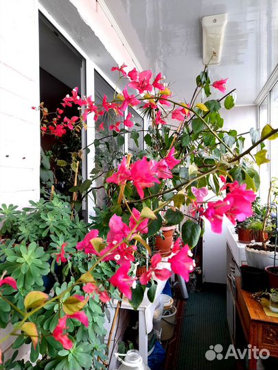 Комнатные цветы цветущие