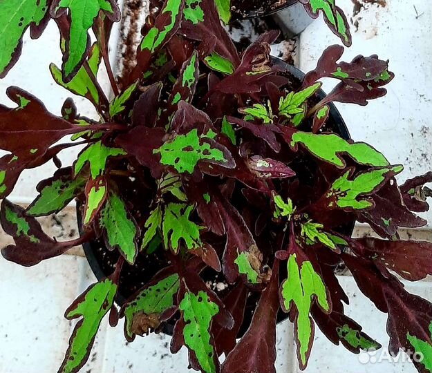 Колеус и Фиттония