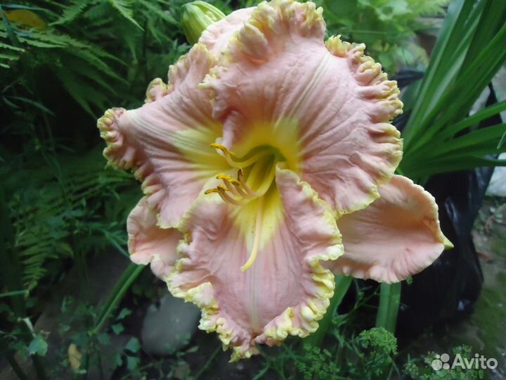 Лилейники, ирисы, и разные многолетники