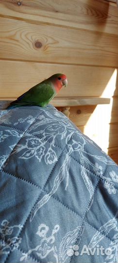 Попугай неразлучники