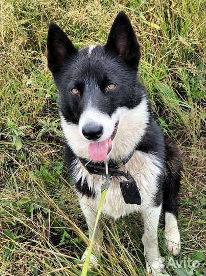 Лайка Ча-Руш