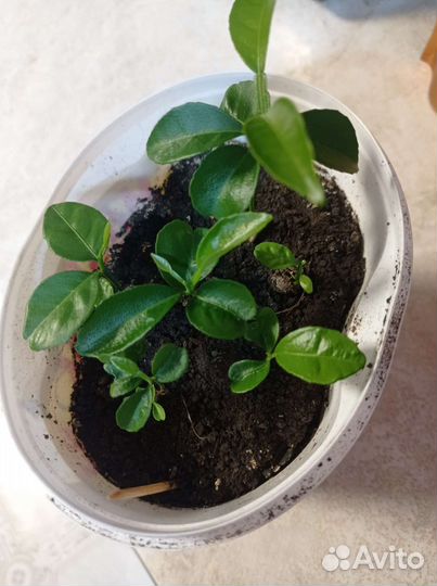 Саженцы мандарина