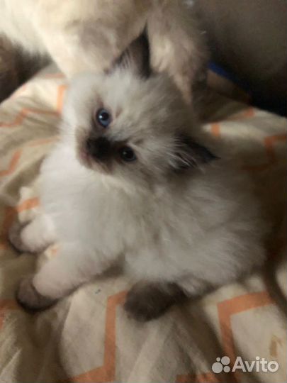 Невская маскарадная