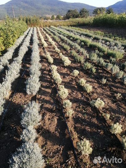 Саженцы декоративных, лиственных, плодовых и т.д