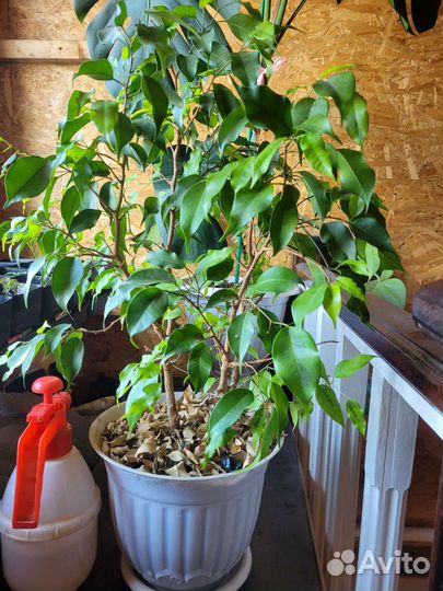 Фикус бенджамина