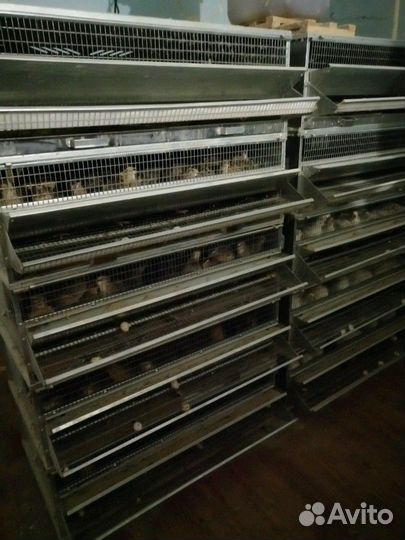 Перепела несушки