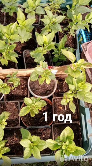 Сирень голубая Ладога