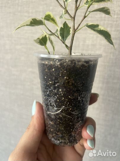 Фикус бенжамина пестролистный