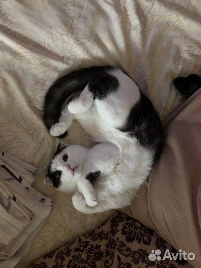 Британский вислоухий Кот вязка