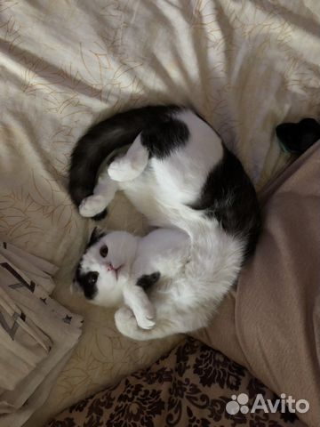 Британский вислоухий Кот вязка