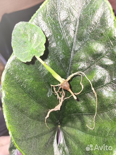 Алоказия Анторо Вельвет