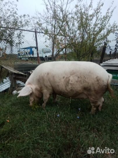 Прадаю поросёнок