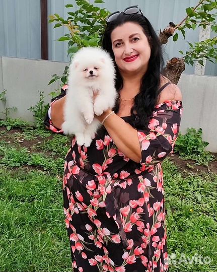 Мальчик Белоснежного шпица