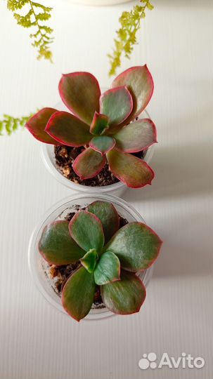 Суккуленты редкие (вариегата)