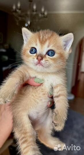 Котята шотландская золотая шиншилла