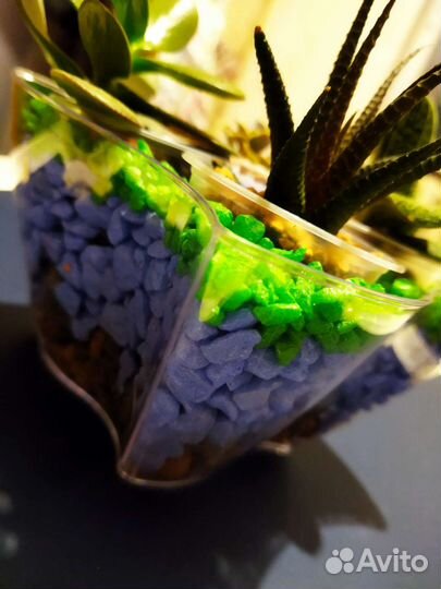 Суккуленты