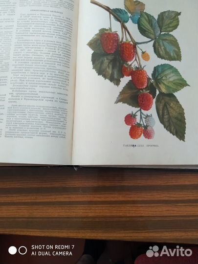 Сорта плодовых и ягодных культур