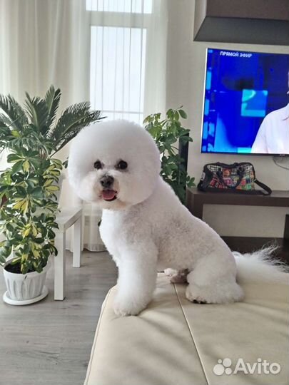 Бишон фризе вязка