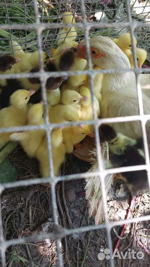 Утята индоутки